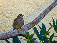 DSC05954 Spatz-fc