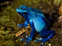 DSC00346 Blauer Frosch