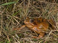 DSC02288 Grasfrosch