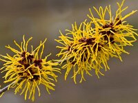 38K3801 Hamamelis