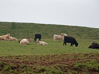 DSC 5693 Galloways