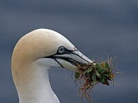 DSC 7124 Basst f Nest