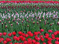 DSC 7581 Keukenhof