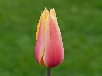 DSC 7591 Keukenhof