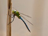 DSC5083 Libelle