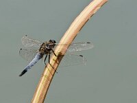 DSC6644 Libelle