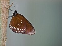 DSC 3227 Schmetterling