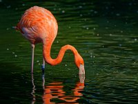DSC 4820 Flamingo-fc