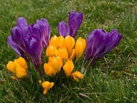 DSC02184 Krokusse