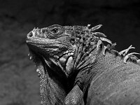 IMG 3651 Leguan