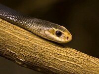 IMG 4429 Taipan