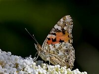 IMG 2804 Schmetterling