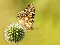 DSC6720 Schmetterling