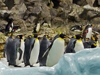 DSC2886Pinguine