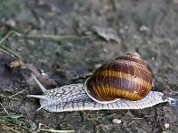 IMG 5761 Schnecke