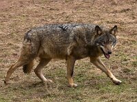 38K3635 Wolf