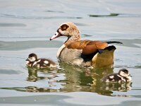 DSC06525 Nilgans