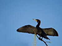 DSC 1104 Kormoran