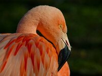 DSC 1248 Flamingo