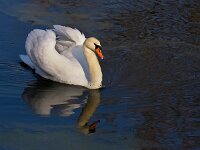 IMG 3806 Schwan 1